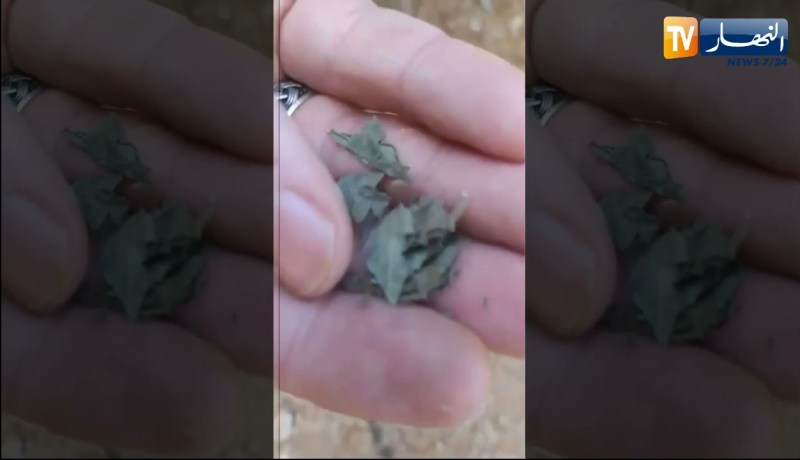 سكيكدة: صاحب محل للإطعام السريع يعثر على طلاسم وضعت من قبل فتاتين قبل أن تفرا