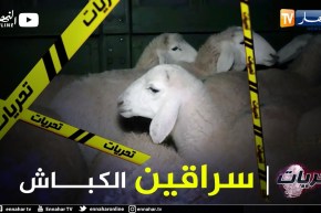 تحريات: عصابة تسرق المواشي على طريقة أفلام هوليوود بالنعامة والدرك يفك القضية في فترة قياسية