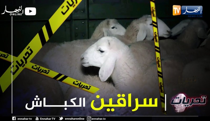 تحريات: عصابة تسرق المواشي على طريقة أفلام هوليوود بالنعامة والدرك يفك القضية في فترة قياسية