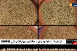 تيزي وزو: ذراع الميزان ..أولى المناطق الزراعية في إنتاج الحبوب