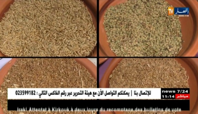 تيزي وزو: ذراع الميزان ..أولى المناطق الزراعية في إنتاج الحبوب