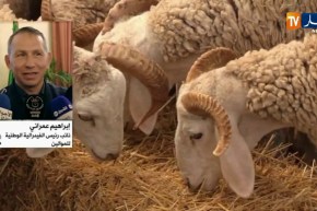 إعادة فتح أسواق المواشي.. وفرة وسعر منخفض والوقاية ضرورية