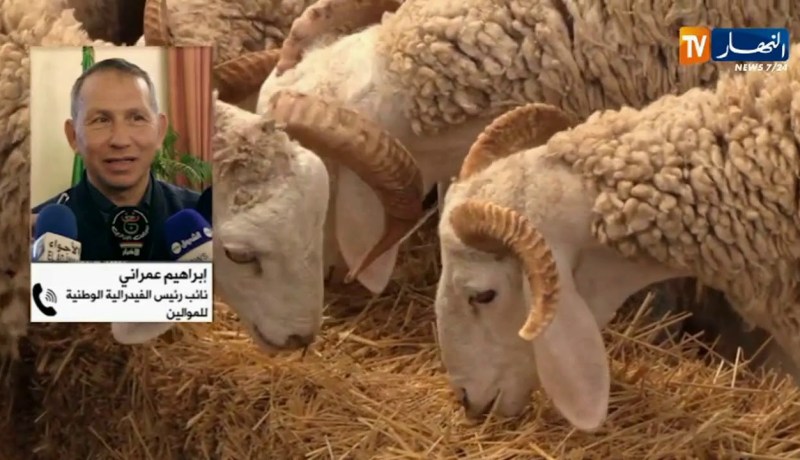 إعادة فتح أسواق المواشي.. وفرة وسعر منخفض والوقاية ضرورية