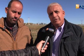 البويرة/ إنتاج وفير لمادة البطاطا ومشكل التسويق يهدد مستقبل الشعبة