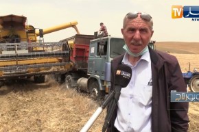 روبورتاج/ عمال الحصاد.. تشبث بسنابل وثمار الأرض