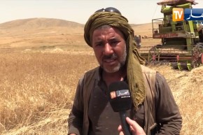 أم البواقي: الواعر .. فلاح يحصد سنابل تحت أشعة شمس حارقة لكسب رزق الحلال