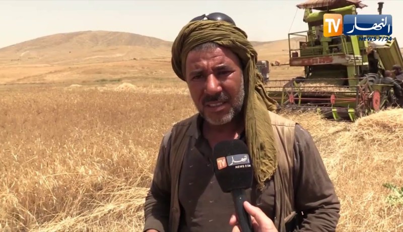 أم البواقي: الواعر .. فلاح يحصد سنابل تحت أشعة شمس حارقة لكسب رزق الحلال