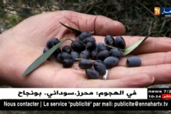 تيسمسيلت:  مثلث الزيتون البري..منجم أخضر للإمداد الغذائي والإقتصادي