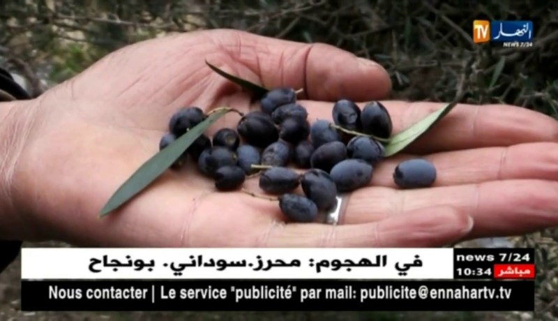 تيسمسيلت:  مثلث الزيتون البري..منجم أخضر للإمداد الغذائي والإقتصادي