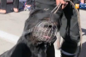 وهران  الإطاحة بجماعة أشرار تثير الرعب بالأحياء والتجمعات السكنية وحجز أسلحة بيضاء