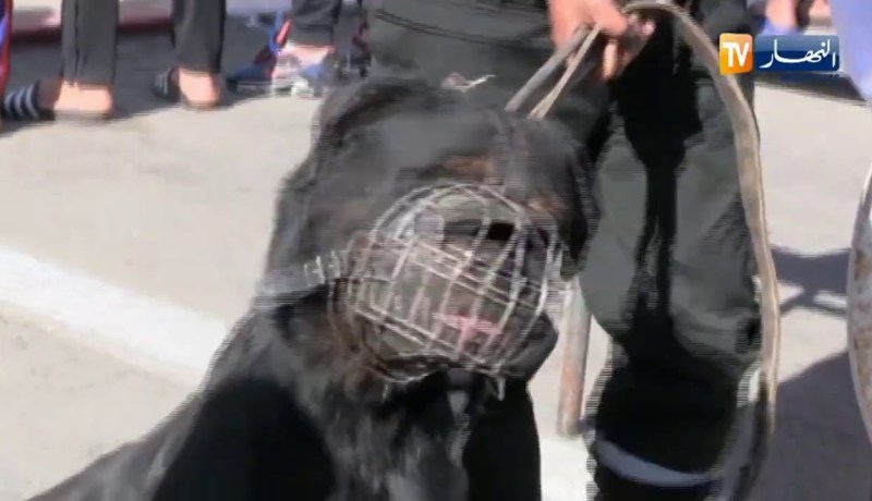 وهران  الإطاحة بجماعة أشرار تثير الرعب بالأحياء والتجمعات السكنية وحجز أسلحة بيضاء