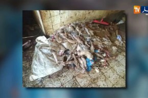 تيارت: إكتشاف مذبح سري وضبط أكثر من 4 قناطير من اللحوم والأحشاء الفاسدة
