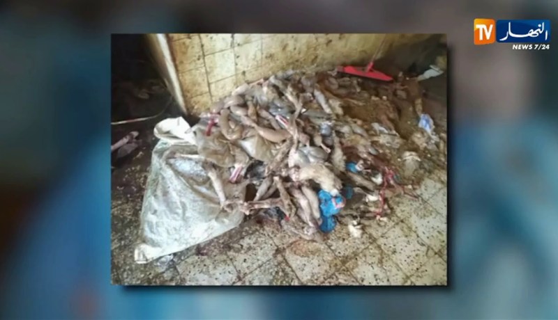 تيارت: إكتشاف مذبح سري وضبط أكثر من 4 قناطير من اللحوم والأحشاء الفاسدة