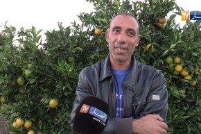 الطارف/ إستثمارات واعدة في زراعة الحمضيات ونقص في اليد العاملة