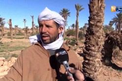 بشار/ واحات الساورة مهددة بالإتلاف بسبب الجفاف