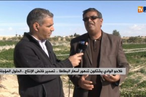 فلاحو الوادي يشتكون تدهور أسعار البطاطا..تصدير فائض الإنتاج..الحلول المؤجلة