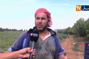 سعيدة/ فلاحون بدوار بوعمر يبحثون عن سبل لتطوير نشاطاتهم الفلاحية