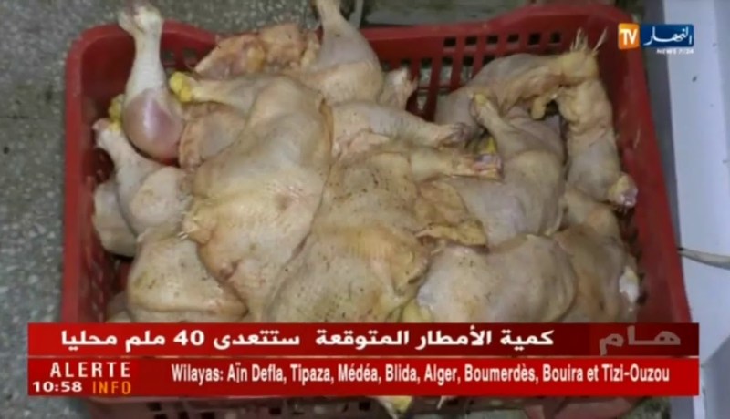 تجارة: أسعار اللحوم البيضاء تلتهب.. ومربو الدواجن في قفص الإتهام