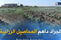 بسكرة: أسراب الجراد تداهم المحاصيل الزراعية بزريبة الوادي