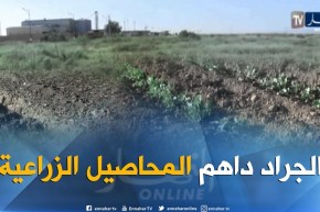 بسكرة: أسراب الجراد تداهم المحاصيل الزراعية بزريبة الوادي