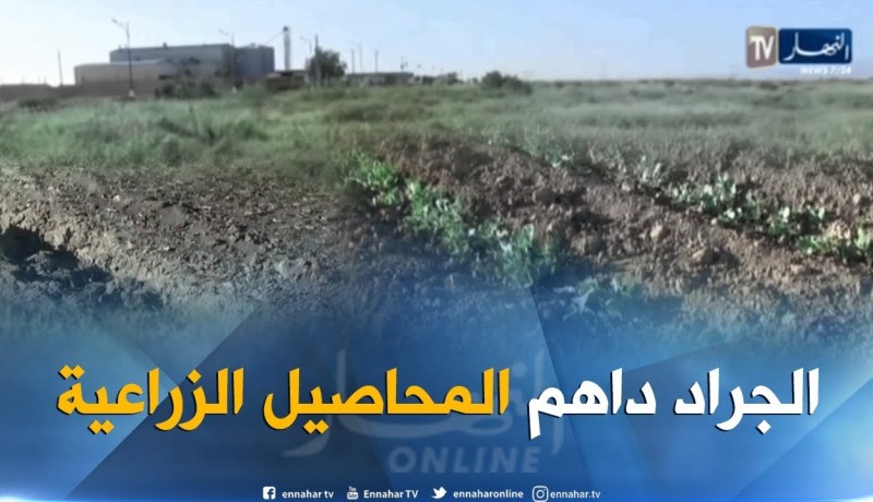 بسكرة: أسراب الجراد تداهم المحاصيل الزراعية بزريبة الوادي