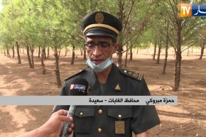 سعيدة: تشجير أكثر من 8000 هكتار من الأراضي السهبية لمواجهة التصحر