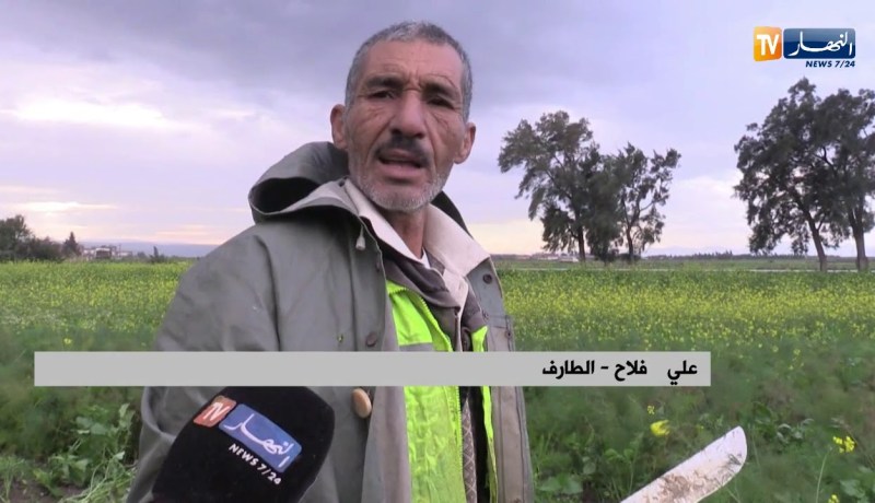 الطارف: فلاحون يبيعون منتوج البسباس بـ 5 دج للكيلوغرام بسبب السماسرة