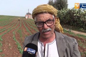 غليزان: فلاحو سيدي سعادة يعتمدون على الطرق التقليدية للمحافظة على انتاج الجلبان
