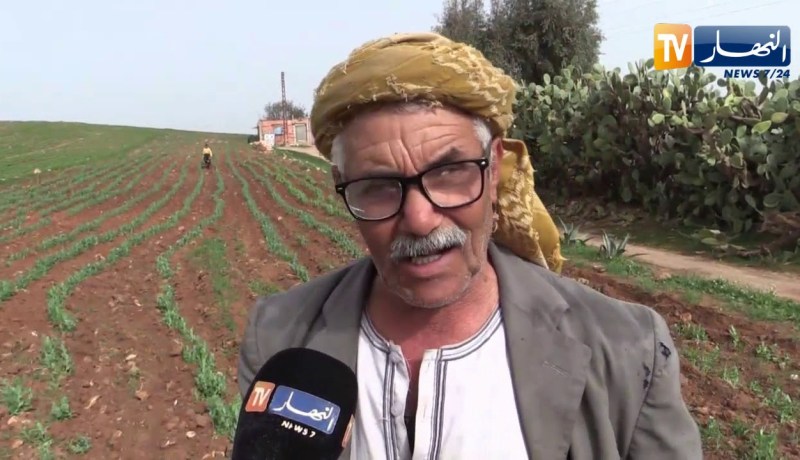 غليزان: فلاحو سيدي سعادة يعتمدون على الطرق التقليدية للمحافظة على انتاج الجلبان