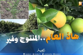 الطارف : إستثمارات واعدة في زراعة الحمضيات ونقص في اليد العاملة