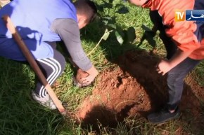 بعد سلسلة الحرائق .. هذه هي الطريقة الصحيحة لإعادة التشجير