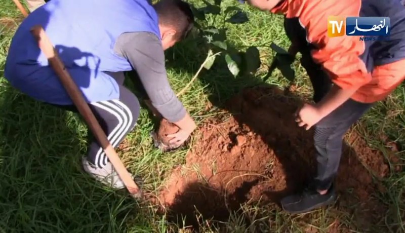 بعد سلسلة الحرائق .. هذه هي الطريقة الصحيحة لإعادة التشجير