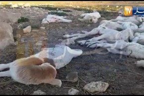 نفوق خرفان بدون أعراض بالكلخة في المدية