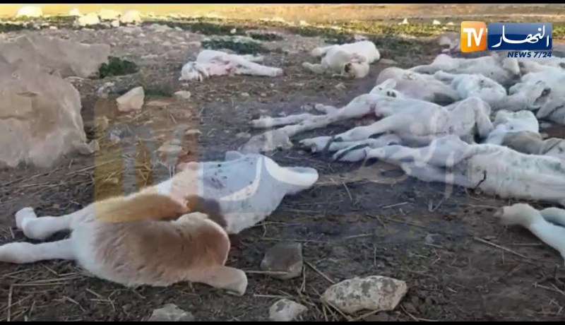 نفوق خرفان بدون أعراض بالكلخة في المدية