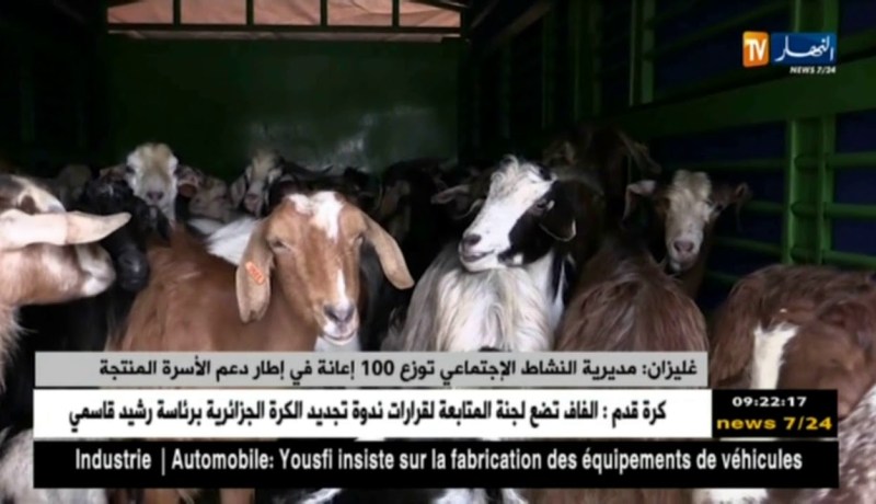 غليزان: مديرية النشاط الإجتماعي توزع 100 إعانة في إطار دعم الأسرة المنتجة