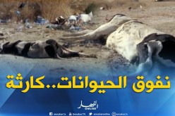 سيدي بلعباس : مشاهد كارثية لنفوق الحيوانات..وخطر الأمراض يهدد سكان الولاية