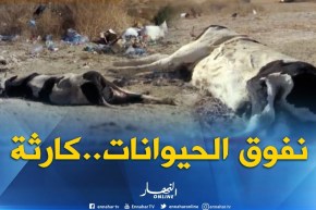 سيدي بلعباس : مشاهد كارثية لنفوق الحيوانات..وخطر الأمراض يهدد سكان الولاية