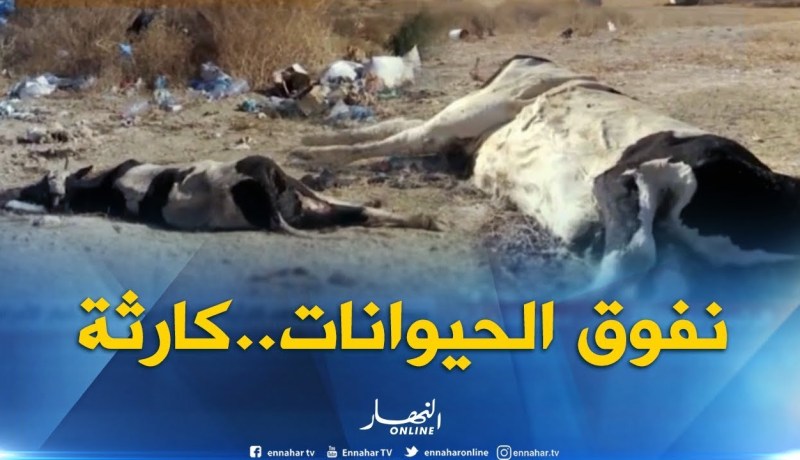 سيدي بلعباس : مشاهد كارثية لنفوق الحيوانات..وخطر الأمراض يهدد سكان الولاية