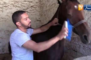 تيارت: عدم صب أجور العمال يهدد مركز الديوان الوطني لتنمية تربية الخيول والإبل