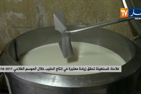 فلاحة: قسنطينة تحقق زيادة معتبرة في إنتاج الحليب خلال الموسم الفلاحي 2017 -2018