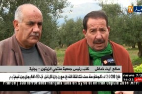 بجاية/ أسباب مناخية و أخرى تقنية وراء تراجع منتوج الزيتون