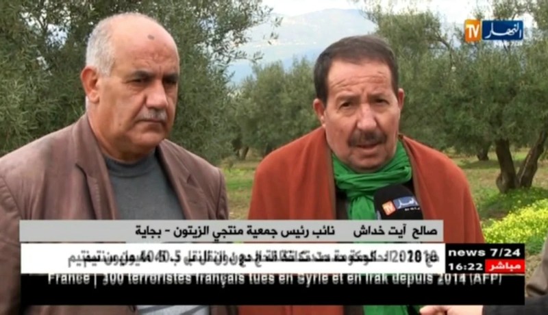 بجاية/ أسباب مناخية و أخرى تقنية وراء تراجع منتوج الزيتون