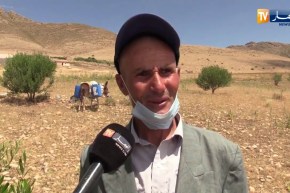 أم البواقي: مزارع يسقي الشجرة المباركة على الطريقة البدائية في غياب الماء