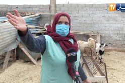 عين تموشنت: عوالي بإمكانيات بسيطة.. تجربة امرأة تنجح في تربية الأغنام
