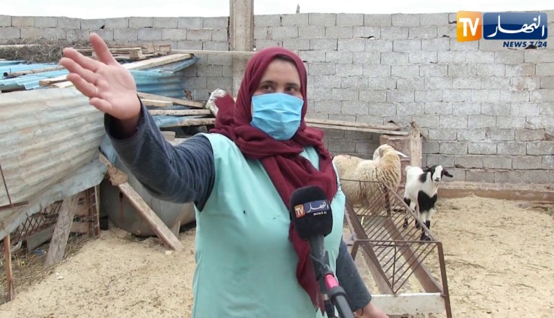 عين تموشنت: عوالي بإمكانيات بسيطة.. تجربة امرأة تنجح في تربية الأغنام