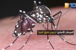 هذه هي بعوضة النمر..هكذا ينتشر وهذه طريقة الوقاية من لدغتها