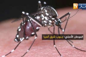 هذه هي بعوضة النمر..هكذا ينتشر وهذه طريقة الوقاية من لدغتها