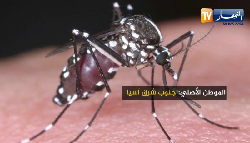 هذه هي بعوضة النمر..هكذا ينتشر وهذه طريقة الوقاية من لدغتها