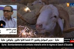 تجارة: ارتفاع أسعار الأعلاف.. شماعة أو سبب حقيقي لغلاء الأضاحي