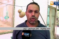 جيجل: زهير..  من مخترع مدفأة إلى زراعة 400 شجرة من ثمرة الكيوي